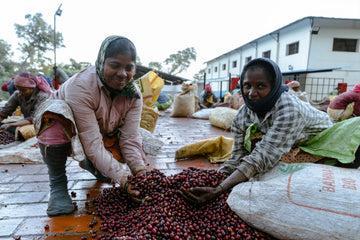 What is Direct Trade? And why do we do it?