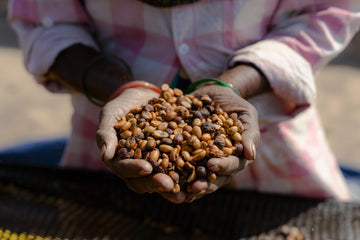What is Honey Processed Coffee?