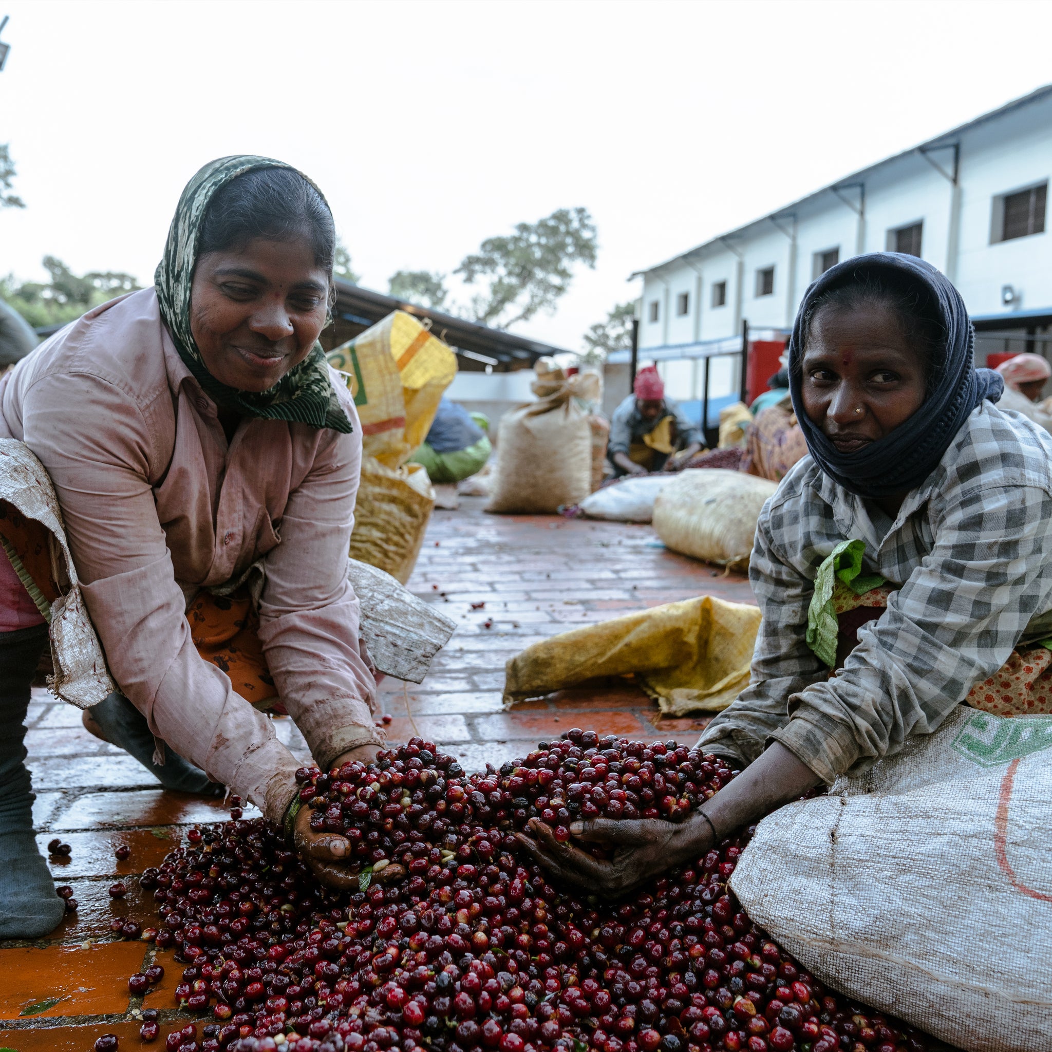 What is Direct Trade? And why do we do it?